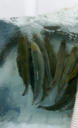 Kuterra Salmon - Sustainably raised without hormones or antibiotics